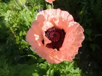 CIMG5383.webp