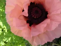 CIMG5384.webp
