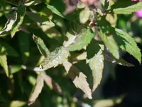 P1020615.webp