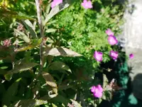 P1020618.webp