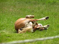pferd.webp