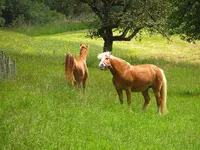 pferde2.webp