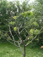 Baum (1).webp