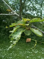 Baum (2) - Kopie.webp