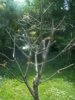 Baum.webp