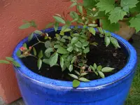 Muttertagsrose 8.6.2013.webp