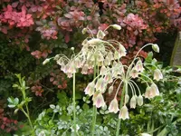 Bulgarischer Lauch 8.6.2013.webp