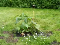 Engelstrompete 8.6.2013.webp