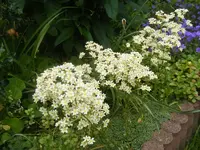 Steinbrech 8.6.2013.webp