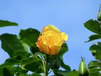 CIMG3476.webp