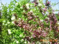 garten juni 003.webp