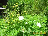 garten juni 005.webp