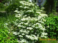 garten juni 007.webp