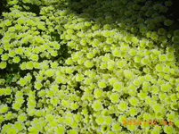 garten juni 011.webp