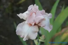 hellrosa.webp
