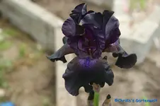 schwarz.webp