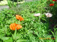 garten juni 010.webp