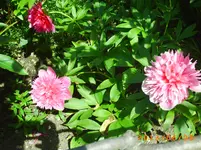 garten juni 014.webp