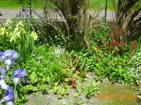 garten juni 017.webp