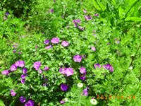 garten juni 018.webp