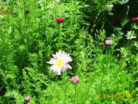 garten juni 019.webp