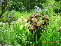 garten juni 021.webp