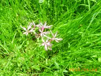 garten juni 024.webp