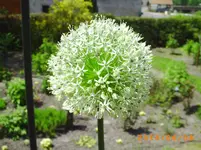 garten juni 026.webp