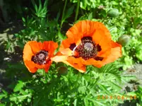 garten juni 028.webp