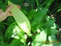 garten juni 030.webp
