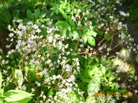 garten juni 031.webp