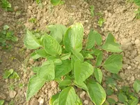 jardin juin 2013 et winx 014.webp