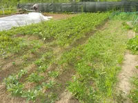 jardin juin 2013 et winx 007.webp
