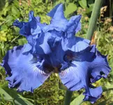 DSC03780 - 2013-06-08 - iris blau.webp