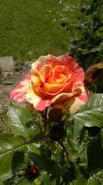 2013-06-07-1707.webp