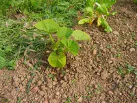 jardin juin 2013 et winx 003.webp
