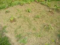 jardin juin 2013 et winx 005.webp
