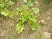 jardin juin 2013 et winx 013.webp