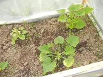 jardin juin 2013 et winx 022.webp