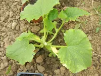 jardin juin 2013 et winx 036.webp
