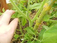 jardin juin 2013 et winx 040.webp
