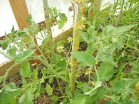 jardin juin 2013 et winx 041.webp