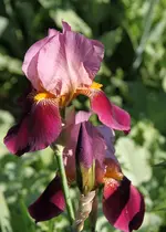 IMG_5906 Kopie.webp