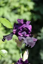 IMG_590022.webp