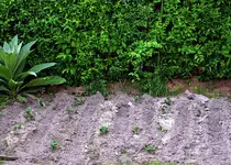 DSC_5283_Kartoffelbeet.webp