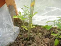 jardin juin 2013 et winx 026.webp