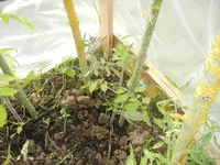 jardin juin 2013 et winx 028.webp