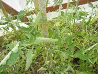 jardin juin 2013 et winx 038.webp