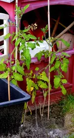 DSC_5329_Stabtomate_rot.webp
