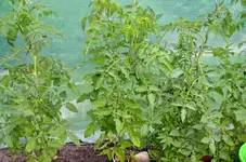 DSC_5290_Stabtomaten_rot_und_gestreift.webp